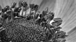 Devras Plexi - Original Nature