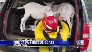 Fire crews rescue goats from Garner Complex Fire