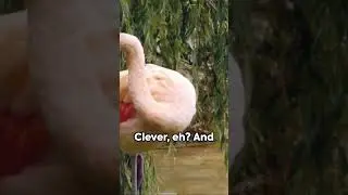 Flamingo Finesse -From Gray To Pink