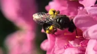 Small Things - iPhone 6 slow motion macro