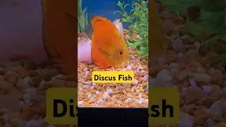 🐟Discus Fish #Shorts #Discus #Discusfish