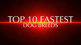 TOP 10 FASTEST DOG BREEDS
