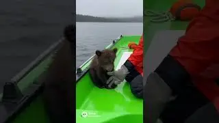 baby bear rescue ⛑️ #lifeisbutadream #bear #water #lake