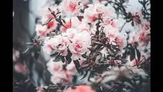 [FREE] ''Halcyon'' GUITAR BEAT / EMO BEAT (prod.lilsp00k)