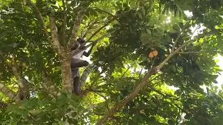 Picking ackee in Jamaica 🇯🇲 💯