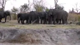 elephants on the banks of the river matetsi, zimbabwe