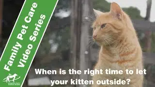 When is the right time to let your kitten outside? - Companion Animal Vets