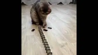 Domino Cat! Cute Cats!! Funny Cats #Shorts