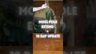 Moss Pole Extend + 10 Day Update 🪴ID: Philodendron Glorious