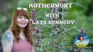 Motherwort: Leonorus Cardiaca with Lata Chettri-Kennedy