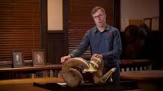 B&C  How To Score A Wild Sheep