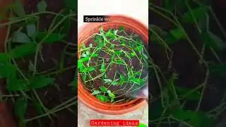 &nbsp;Best ways to propagate a turtle vine plant👌