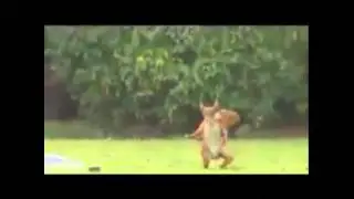 Funny Football Tricks by Squirrel - Daily Funny Videos