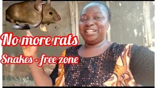 How I finally stopped rats and snakes from entering my farm - Brilliant techniques that work