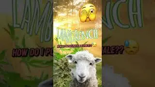 How do I pollinate cannabis Easy way for beginners + demonstration 