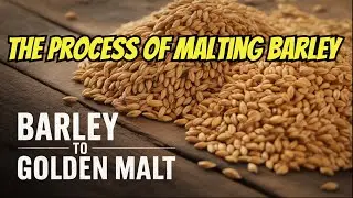 MALTING BARLEY DEEPLY EXPLAINED