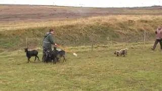 Pyrshep Aulis herding practice at 10&frac12; months