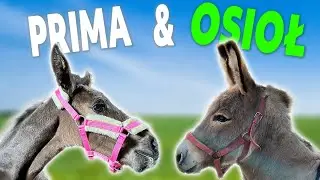 PRIMA CHODZI NA UWIĄZIE I POZNAJE OSIOŁKA!