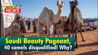 Camels disqualified from Saudi Annual Pageant, Know Why!