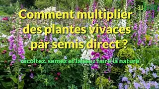 COMMENT MULTIPLIER des PLANTES VIVACES par SEMIS DIRECT en PLACE ?