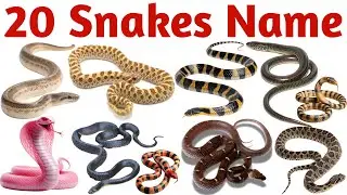 20 Amazing Reptiles for Kids | Fun and Educational Snake Facts | Learn Animal Names with Colors