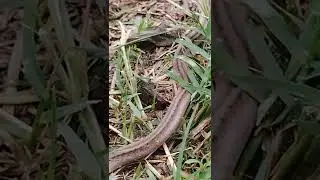 A Rare Snake Sighting In Virginia