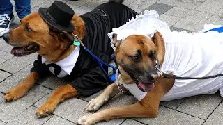 🐶🐕🐩🐕&zwj;🦺 Парад/конкурс костюмов на Хэллоуин в стиле &laquo;Собака&raquo; (Doggone) 2021, Бостон, Массачусетс, 4K60
