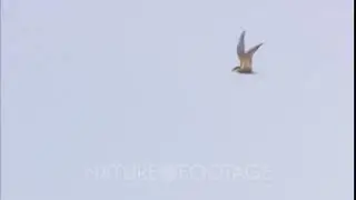 Arctic Tern Flying, Nesting, Summer Migration Alaska