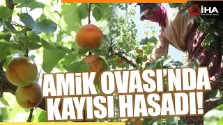 Depremin Vurduğu Hatay'da Kayısı Hasadı Başladı