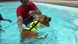 Ruff House Pet Resort- Puppy Swim Lessons