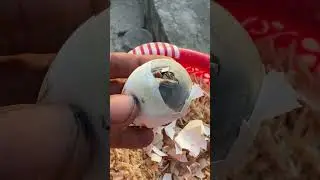 Magical egg hatching