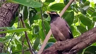 Myna sound | Common Myna Bird Song | Indian Myna Bird's | Indian Myna Sound | Social Myna Bird