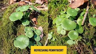 Refreshing Pennywort from Nature