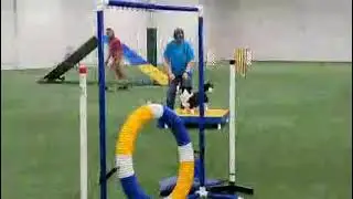 Cisko. Masters Standard. 8-5-23. English Springer Spaniel Trial. Corgipalooza