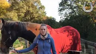 TroubleFree Horsemanship Erfahrung Lina Korte