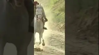 #trending#horse#shortsfeed#horseshorts#viral#short@activekutbatv #trendingshorts#trendingnow
