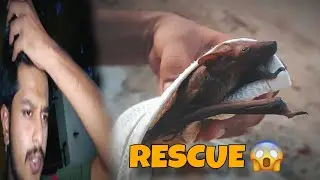 Flying Fox (Bat) Rescue In Home 😰