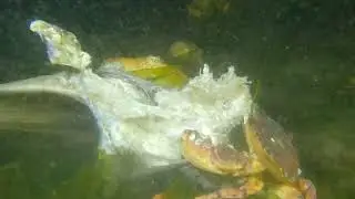 Large Skate Fish Eaten By Crabs Cold Water PNW Scuba Diving GoPro 10