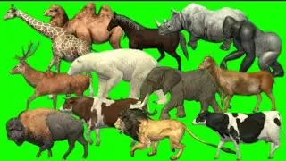 Cartoon running green screen animals //all animals running green screen // animals zoo stamped video