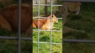 AFRICAN LION #shorts #lion #lions