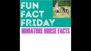 Fun Fact Friday  -  Miniature Horse Facts  ** MINI Therapeutic Horses