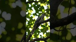 Cuckoo Bird Singing in Sunlight #birds #shorts