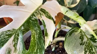 COSTELA DE ADÃO VARIEGATA MONSTERA - planta mais linda de se vê