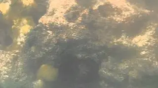 Coral Reef at Church Bay, Bermuda