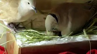 Paloma feeding her baby