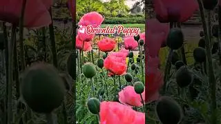 Papaver Orientale /Oriental Poppy  #flowers #gardenflowers #natureflowers