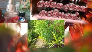මගේ උදේ වරුව ගෙවුණු හැටි 🌄