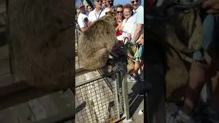 Monkey attack a tourist in Gibraltar