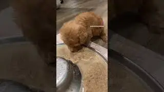 Bottle fed 