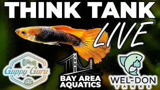 THINK TANK Live-stream with @BAY AREA AQUATICS & @WEL-DON TANKS